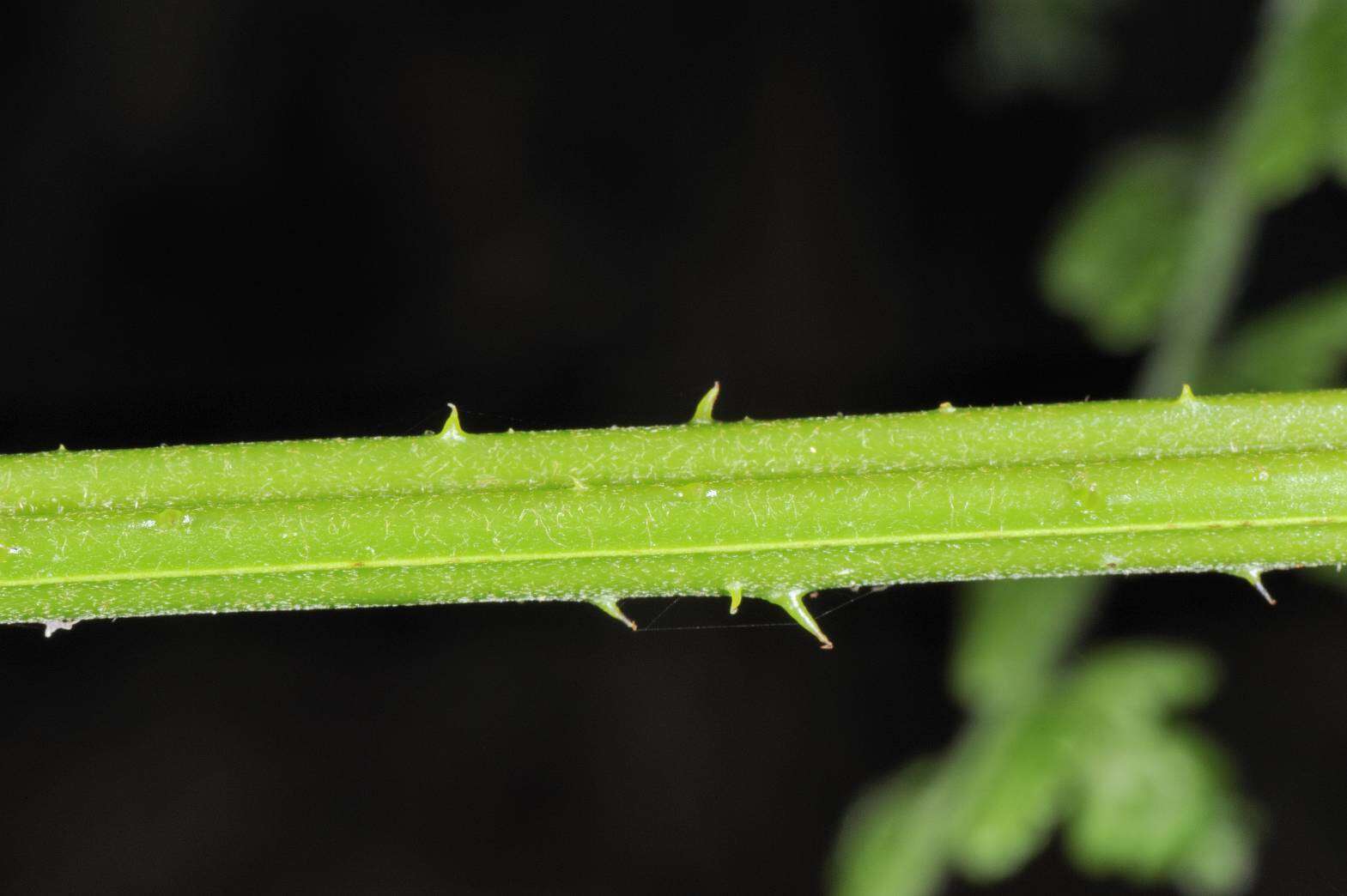 Image of Dennstaedtia scandens (Bl.) Moore