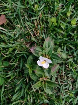 Image of Chaetogastra cerastifolia