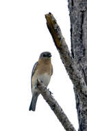 Image of Eastern Bluebird