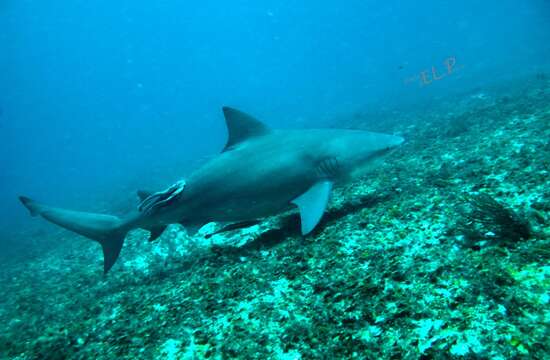 Image of Bull Shark