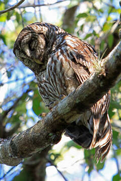 Image of Barred Owl