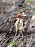 Image of Stumpy spider orchid