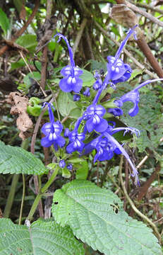 Image of Salvia pichinchensis Benth.