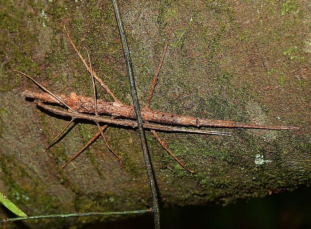 Image of Micrarchus hystriculeus (Westwood 1859)