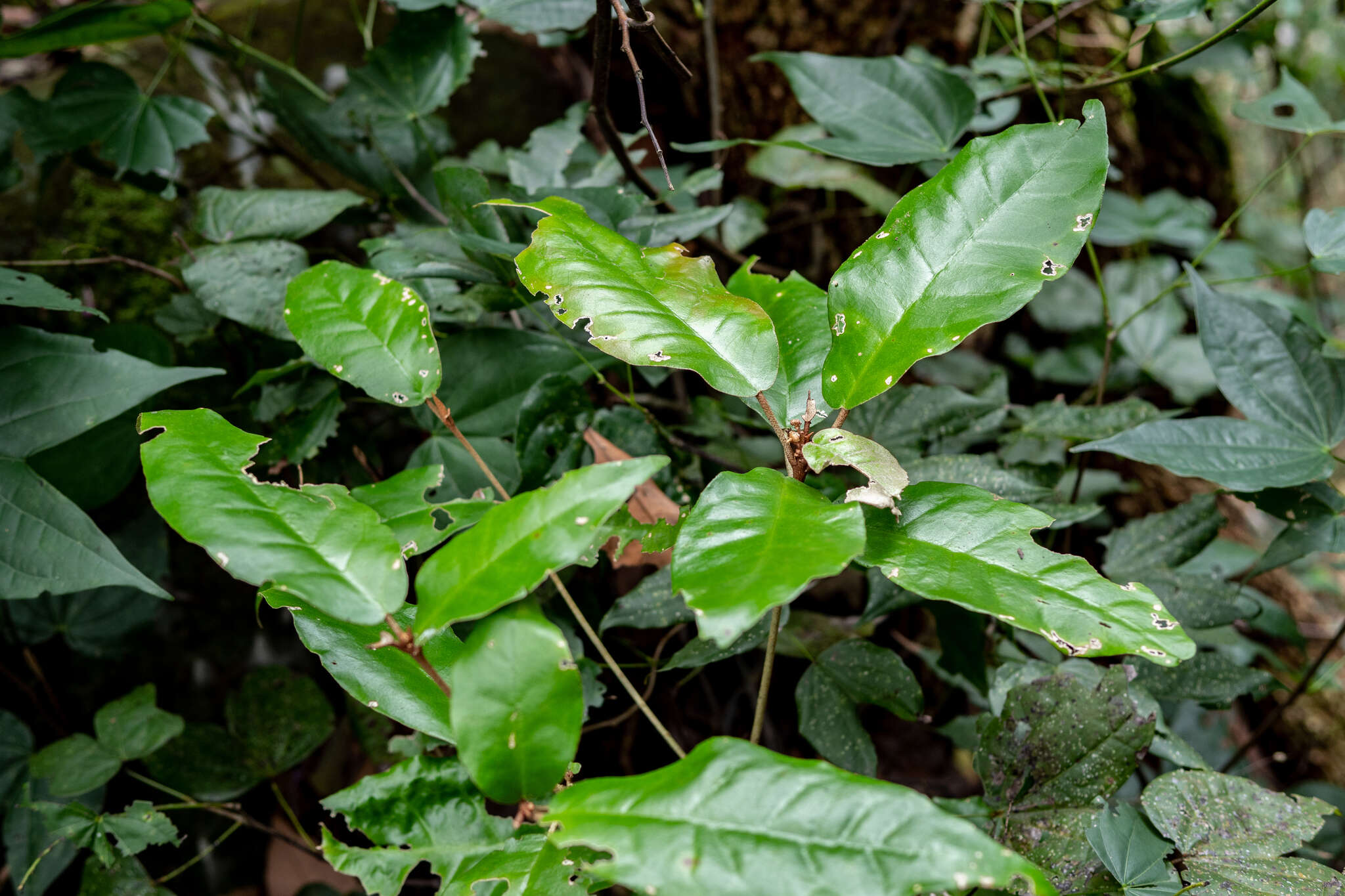 Слика од Croton cascarilloides Raeusch.