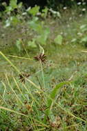 Image of Cyperus glaber L.