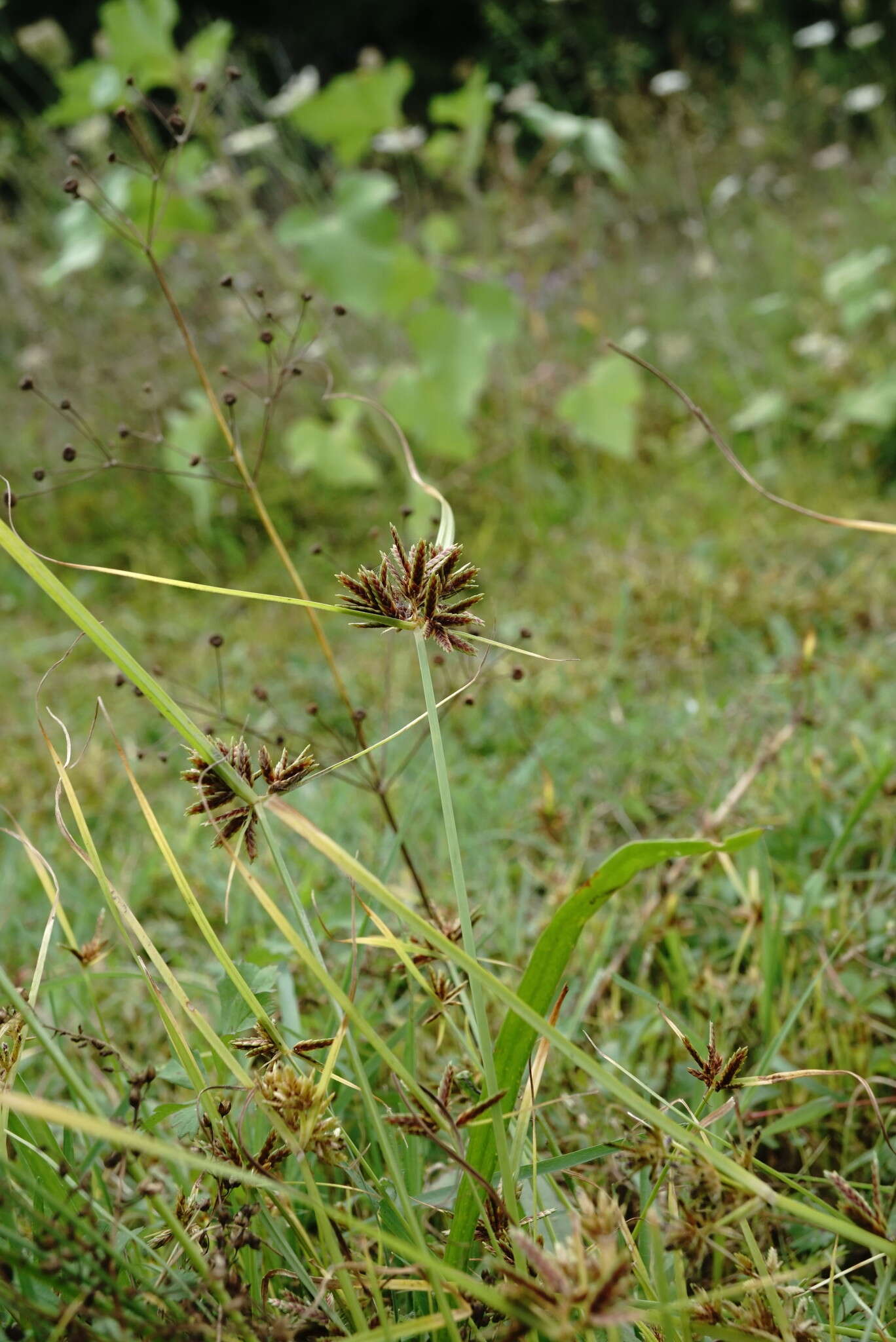 Image of Cyperus glaber L.