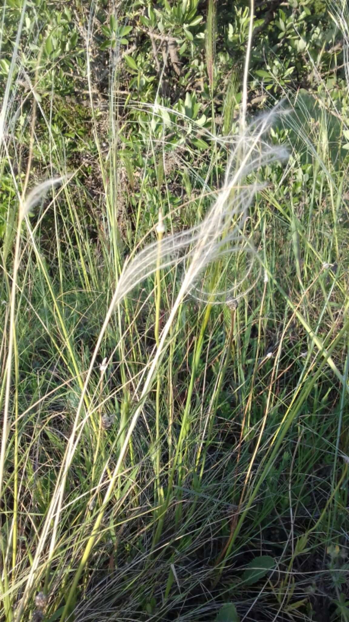 Image of Stipa austroitalica Martinovský