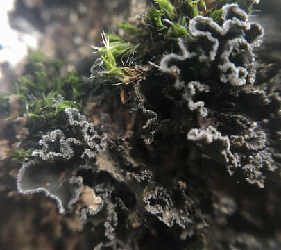 Image of leptochidium lichen