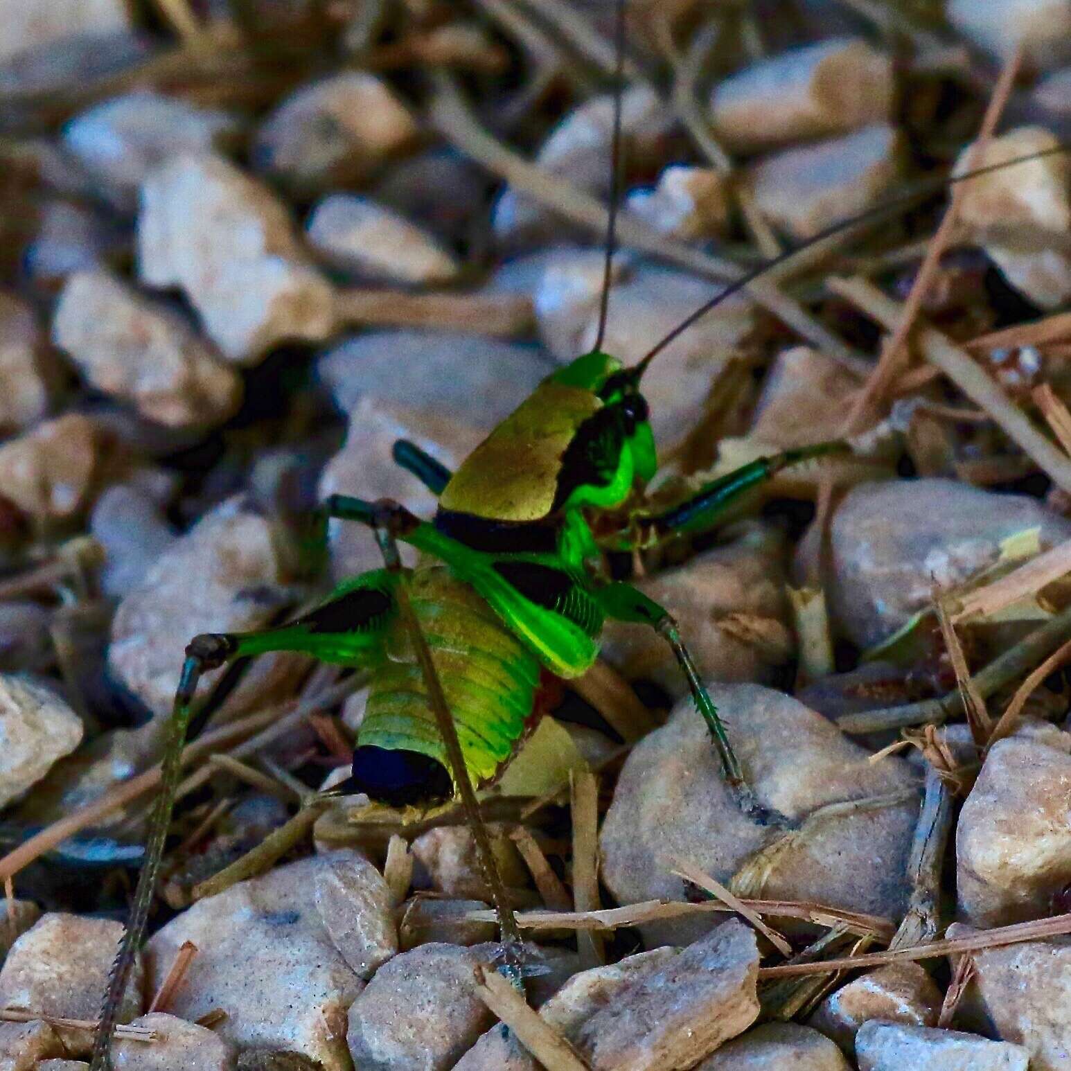 Image of Eupholidoptera garganica La Greca 1959