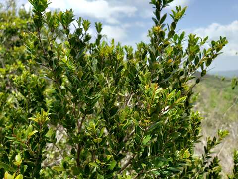 Imagem de Myrciaria myrtifolia A. H. Liogier