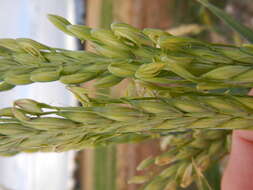 Image of common barley