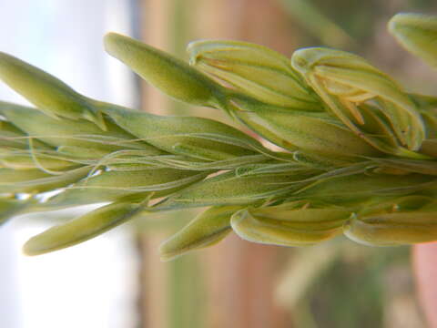 Image of common barley