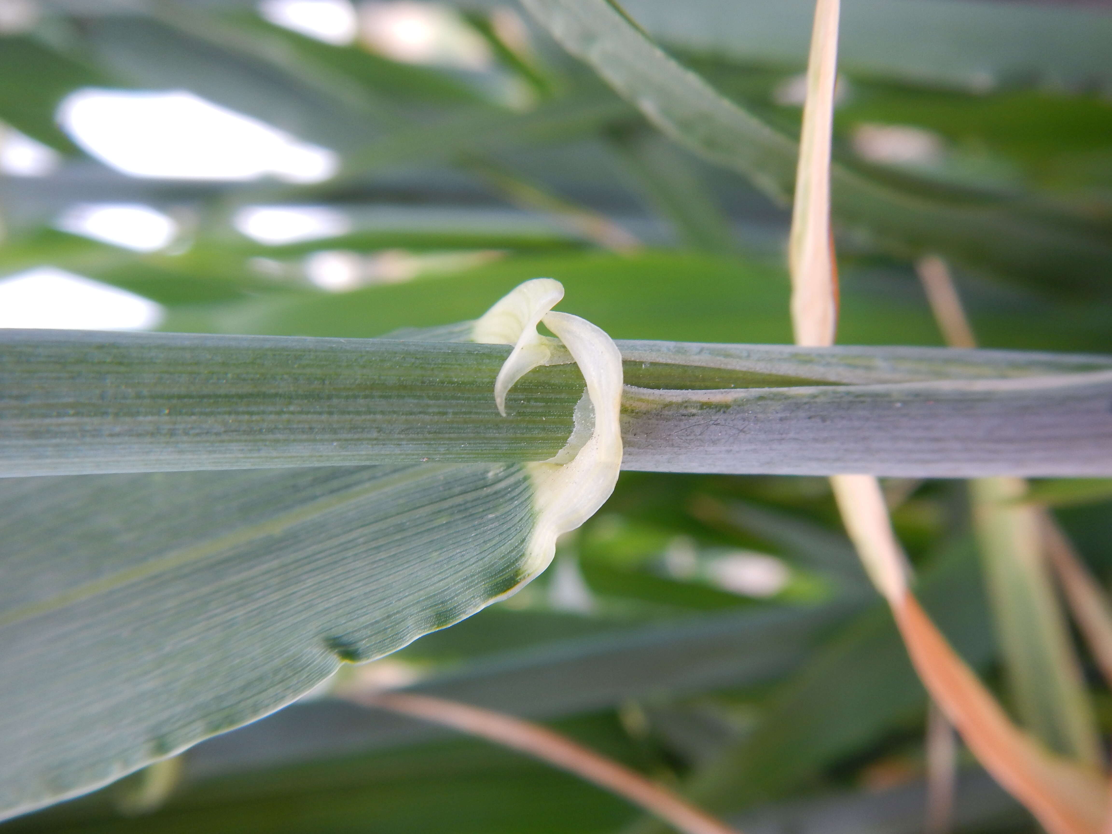 Image of common barley