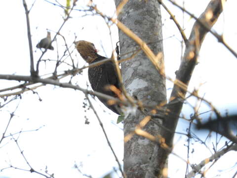 Image of Pale-crested Woodpecker