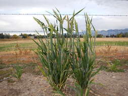 Image of common barley