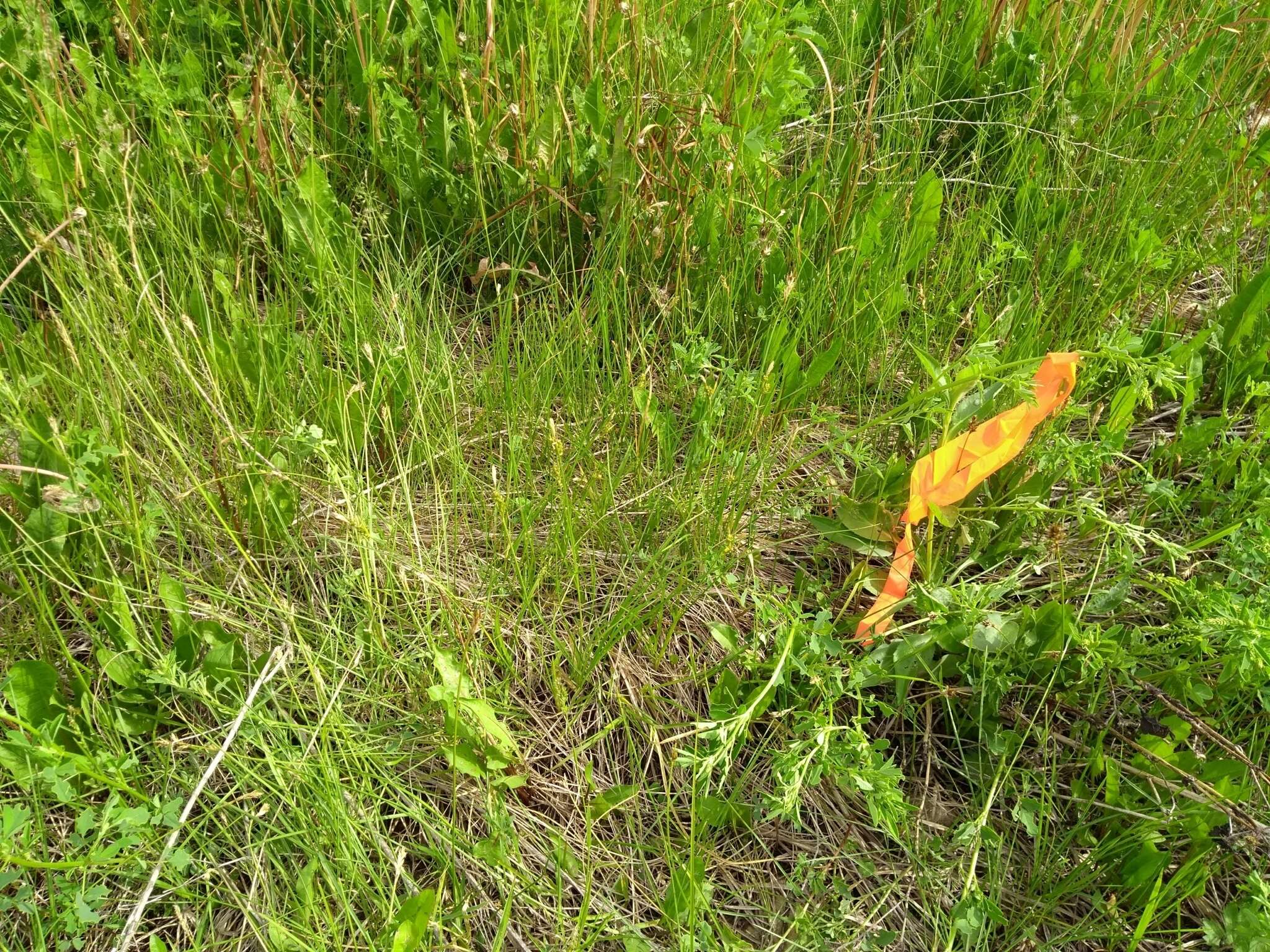 Image of Torrey's Sedge