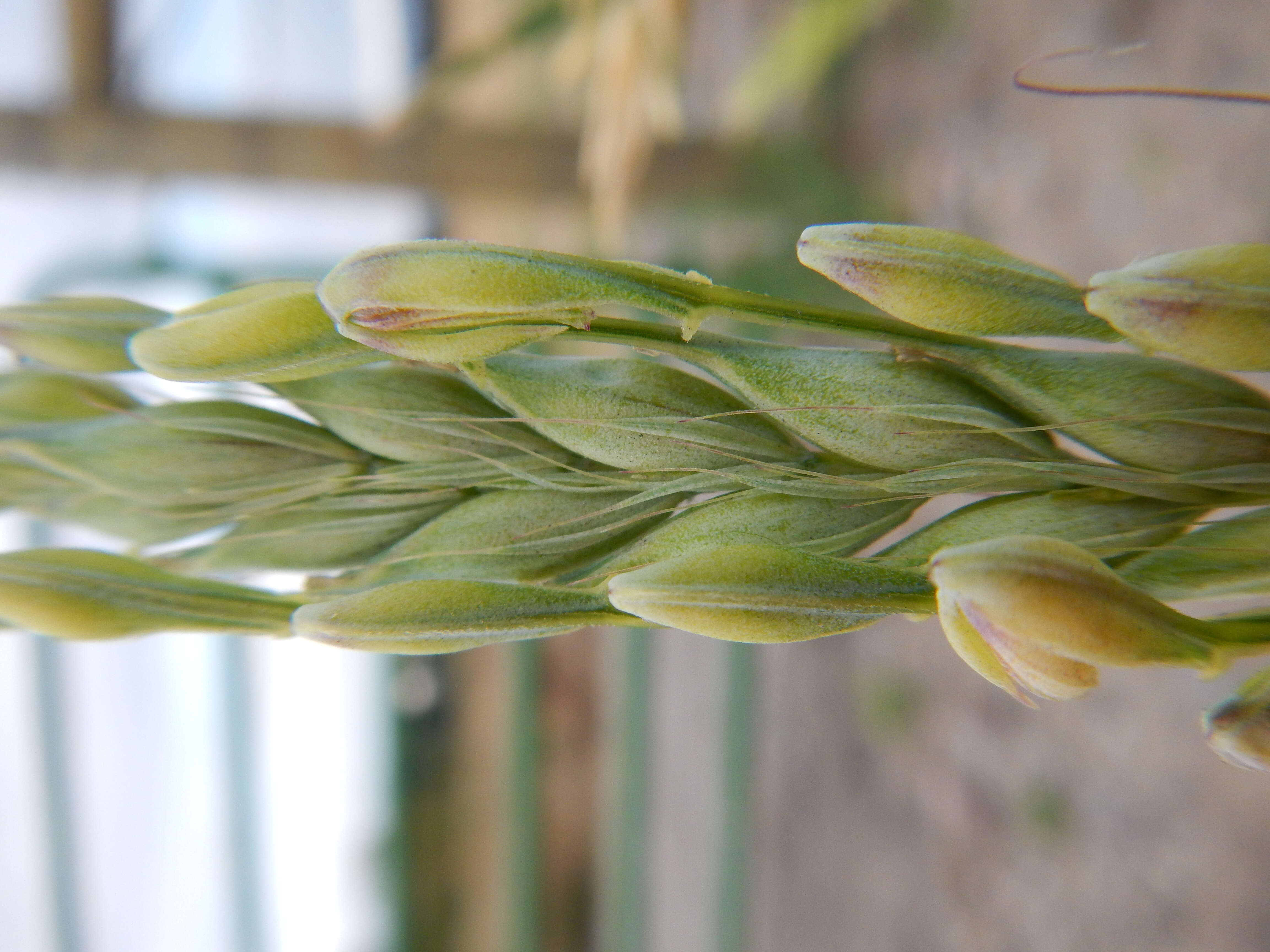 Image of common barley