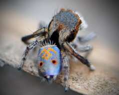 Image of Maratus vultus Otto & Hill 2016