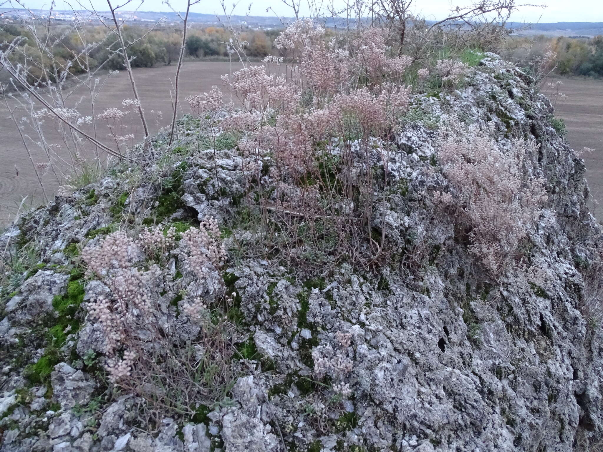 Image of Sedum gypsicola Boiss. & Reuter