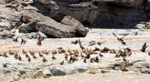 Image of Namaqua Sandgrouse