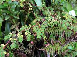 Image of fuchsia begonia