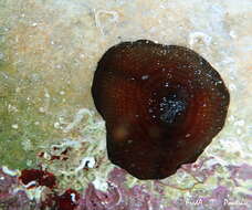 Image of Girdle anemone