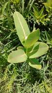 Image of prairie milkweed