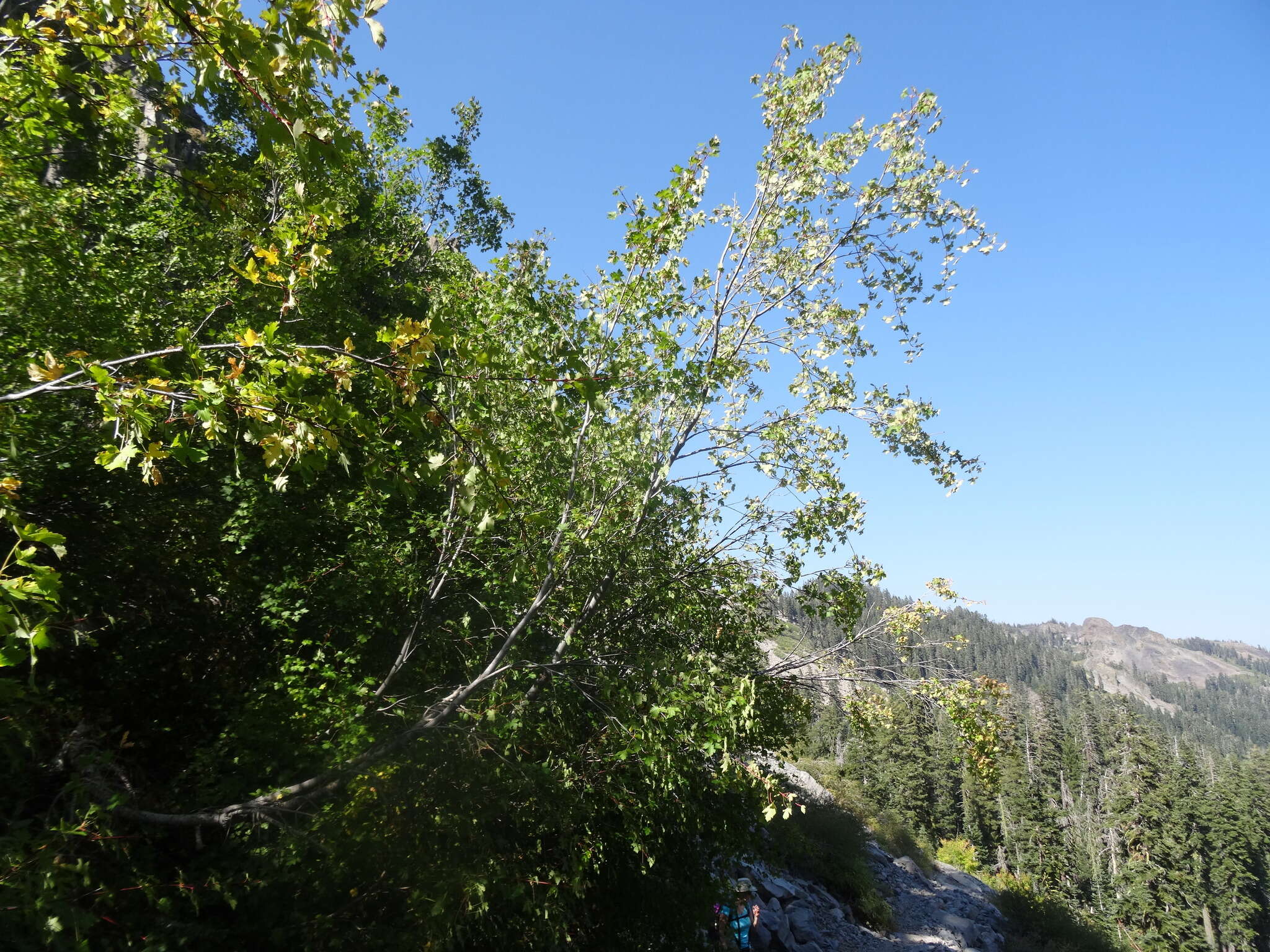 Image of Rocky Mountain maple