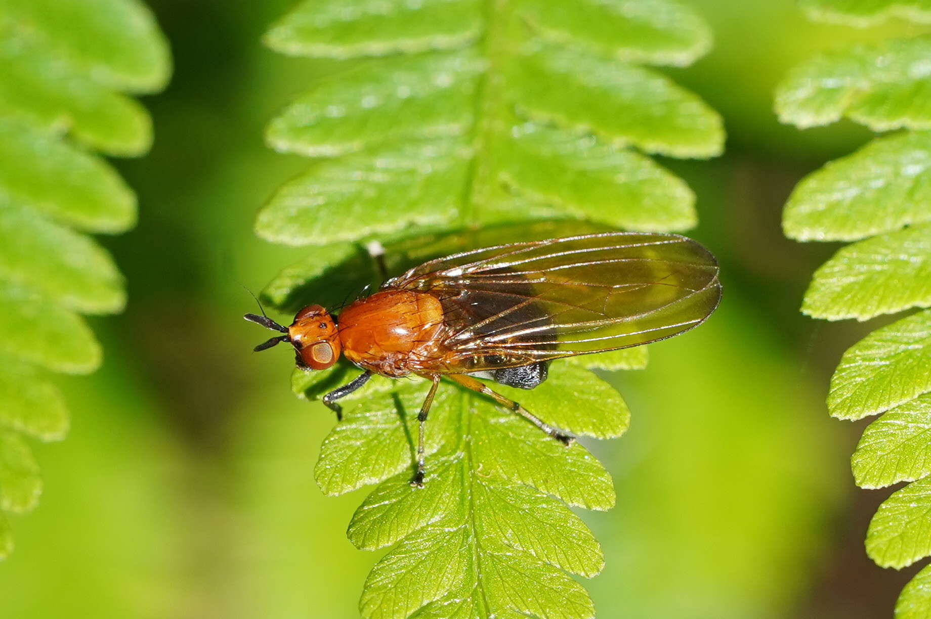 Image of Rhagadolyra magnicornis (Malloch 1926)