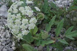 Image of Heracleum grandiflorum Stev. ex Bieb.