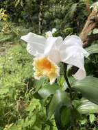 Image of Sobralia chrysostoma Dressler