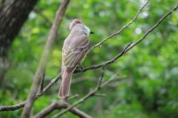 Image of Brown-crested Flycatcher