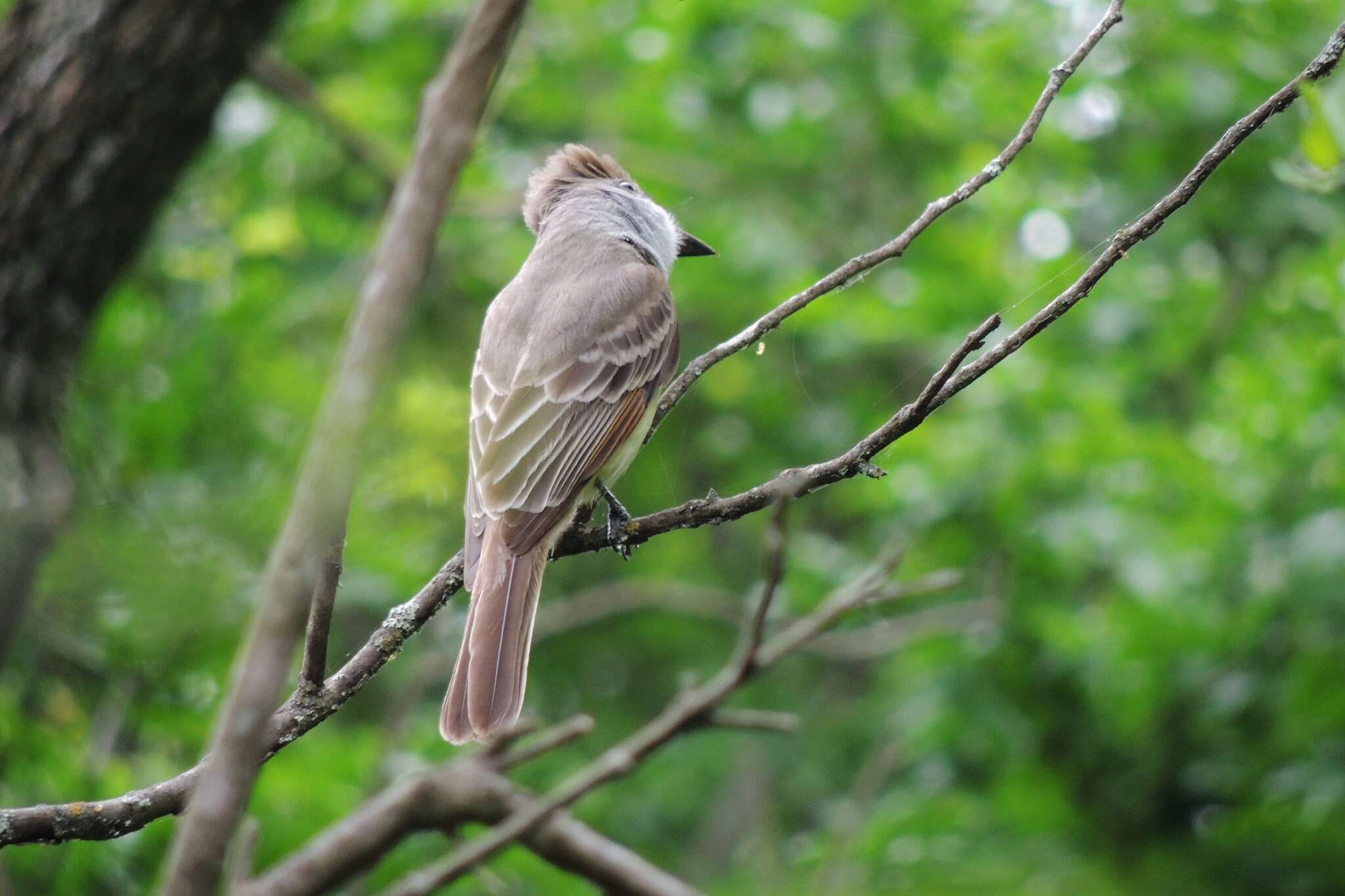 صورة Myiarchus tyrannulus (Müller & Pls 1776)