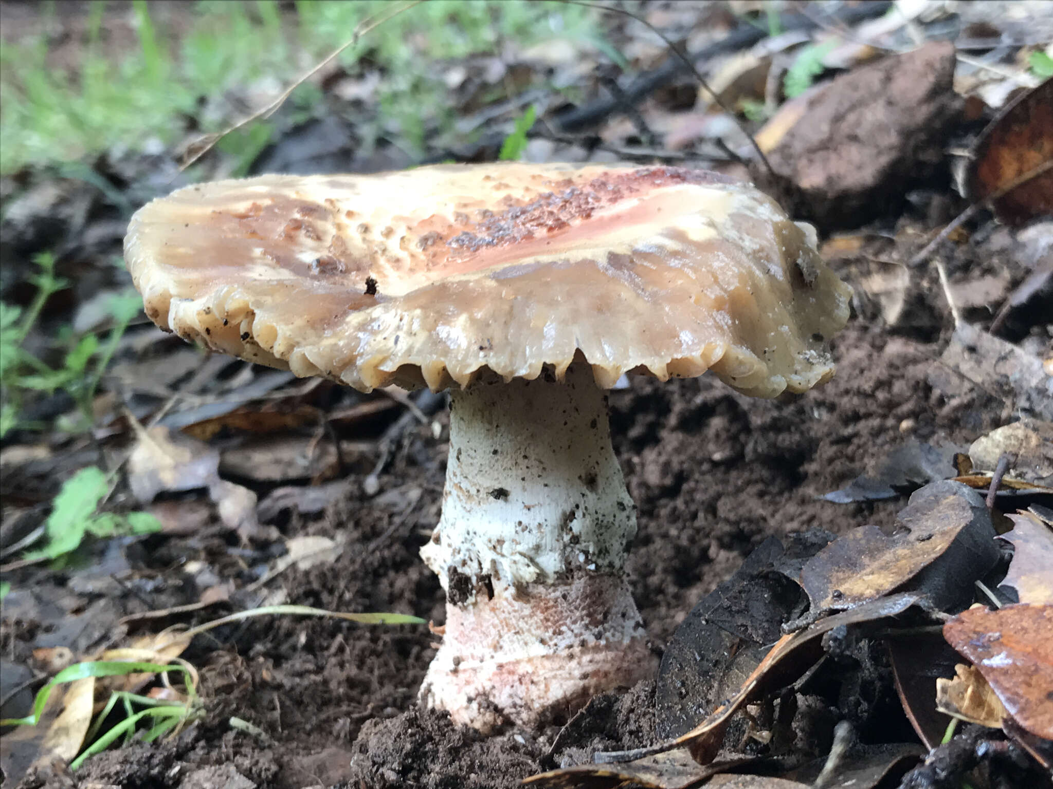 Image of Amanita novinupta Tulloss & J. Lindgr. 1994