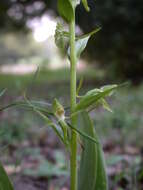 Image of Platanthera holmboei