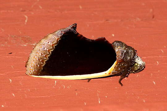 Image of Gonodonta mexicana Schaus 1901