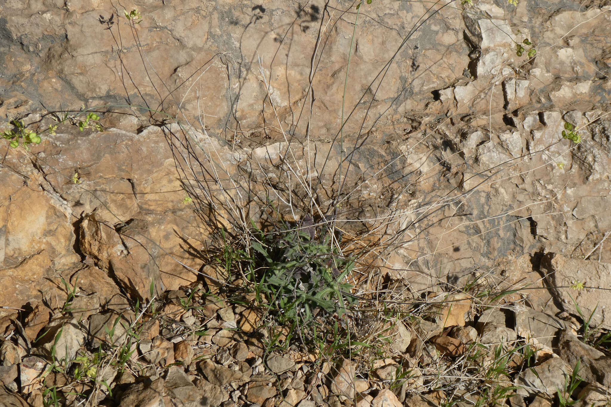 Image of Biscutella fontqueri Guinea & Heywood