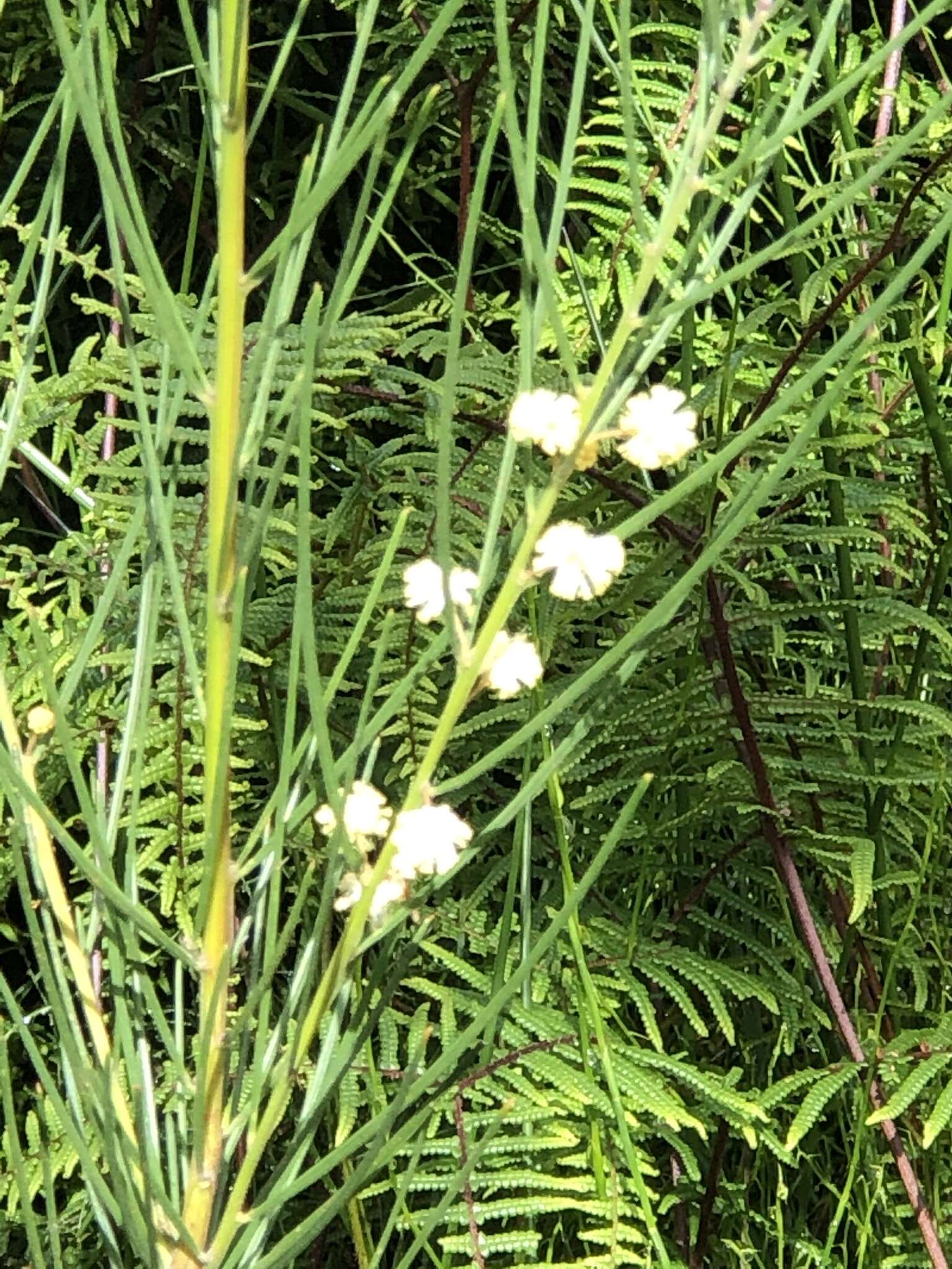 Image of Acacia ptychoclada Maiden & Blakely