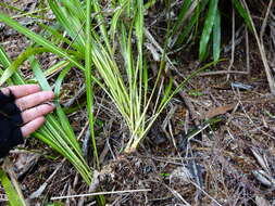 Image of Cordyline pumilio Hook. fil.