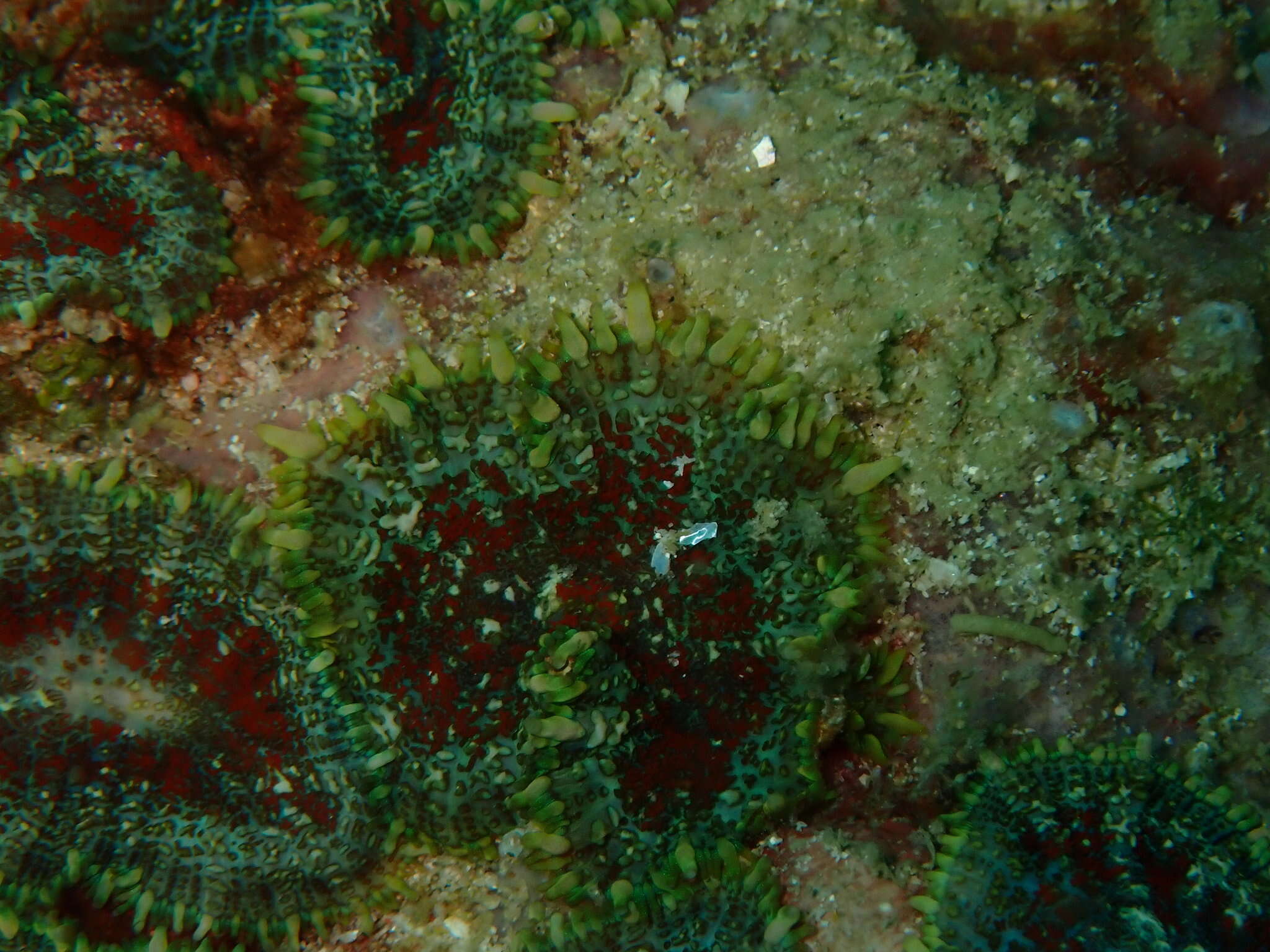 Image of Tonga blue mushroom anemone