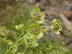 Bupleurum angulosum L. resmi