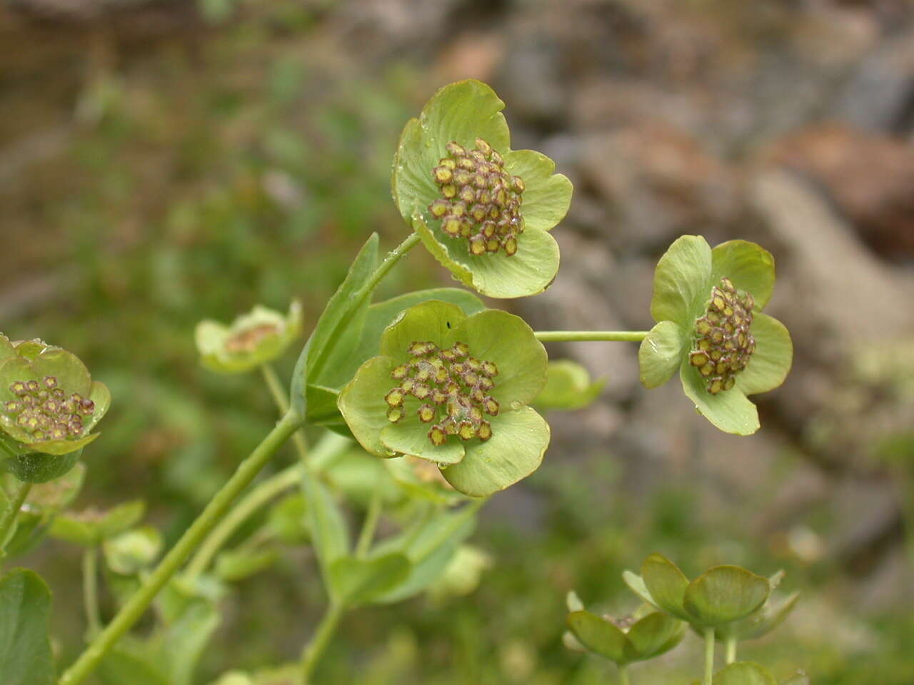 Bupleurum angulosum L. resmi