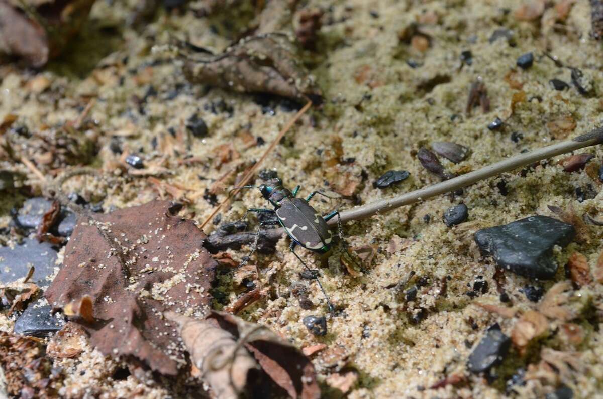 Image of Appalachian Tiger Beetle