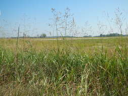 Image of switchgrass