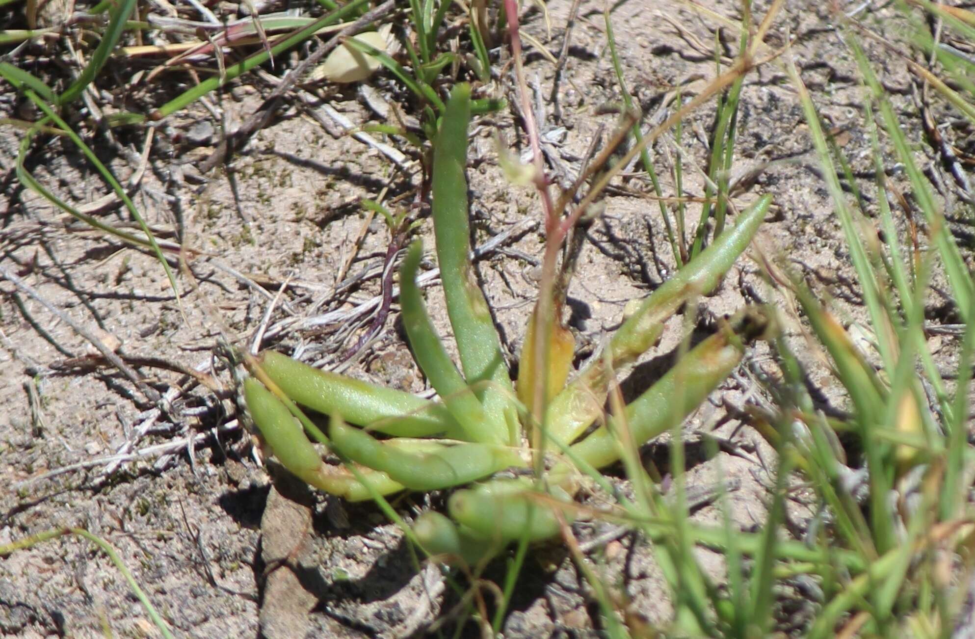 Imagem de Phemeranthus napiformis (DC.) Ocampo