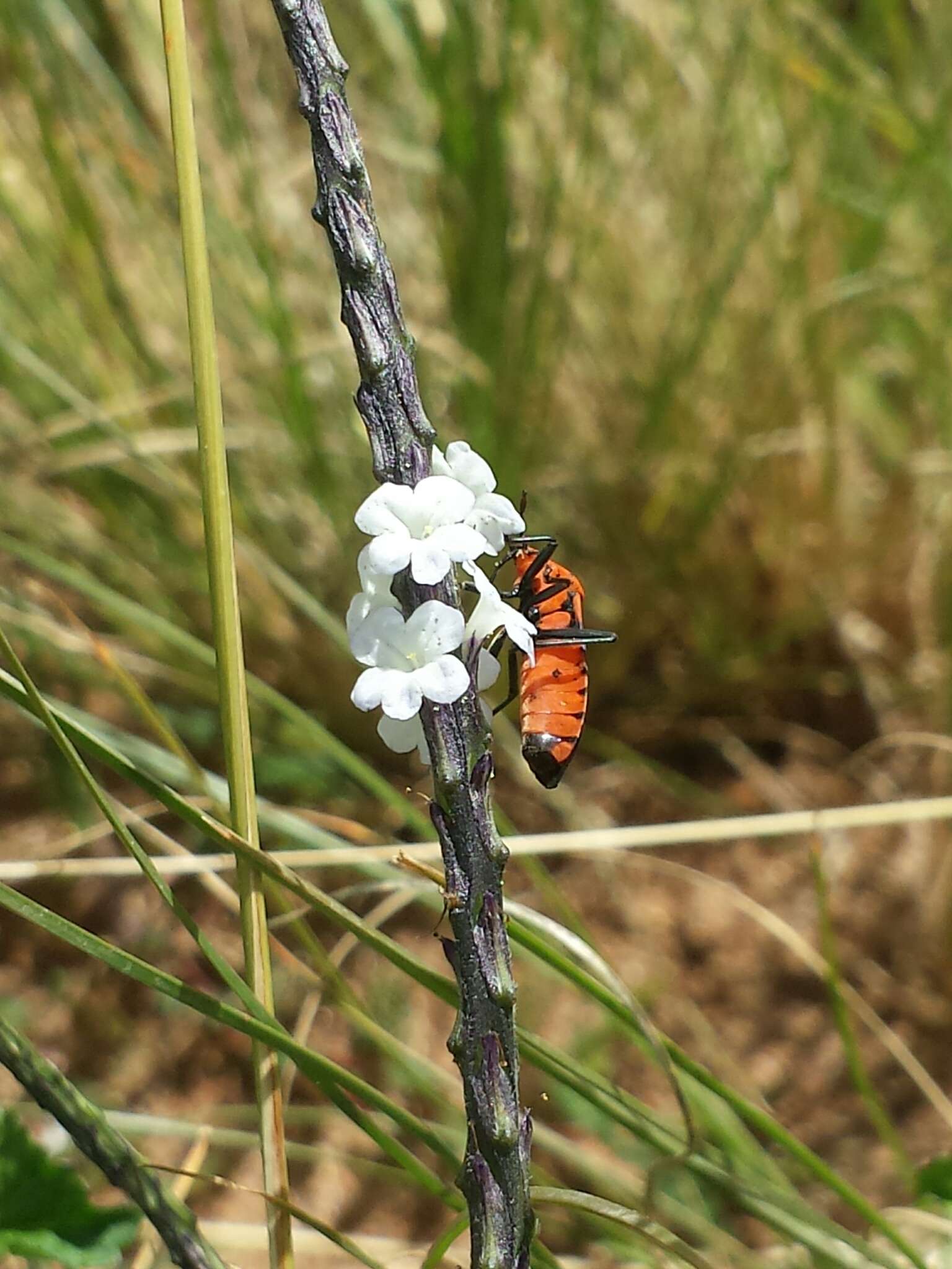 Image of light-blue snakeweed