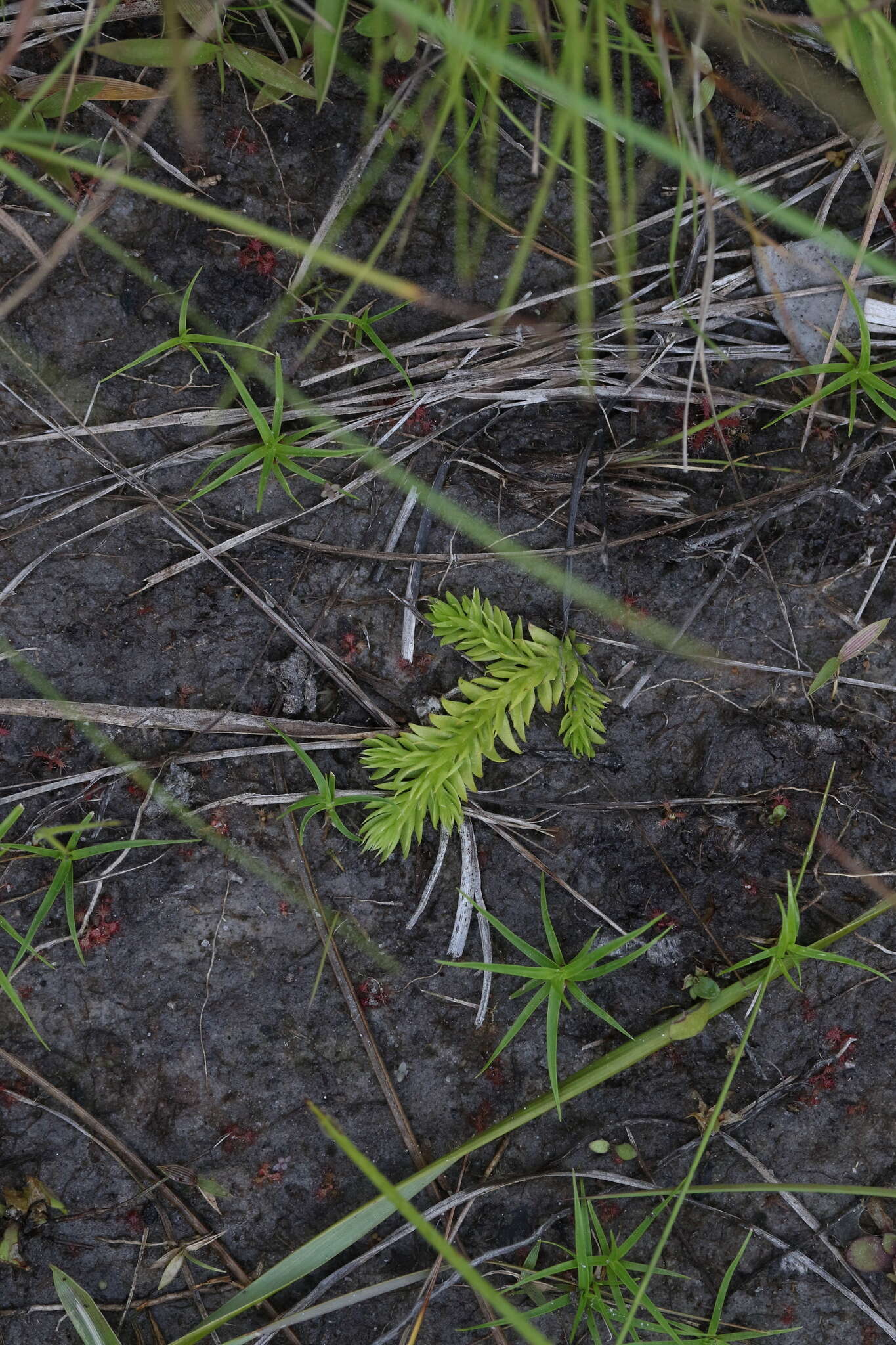 Image of slender clubmoss