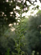 Image of Platanthera holmboei