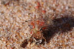 صورة Drosera nitidula subsp. omissa (Diels) N. Marchant & Lowrie